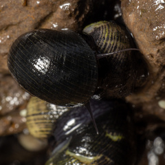 Nerita picea
