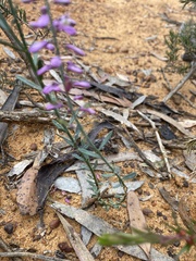 Comesperma polygaloides