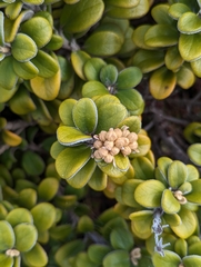 Brachyglottis bidwillii