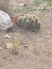 Echinocereus engelmannii fasciculatus