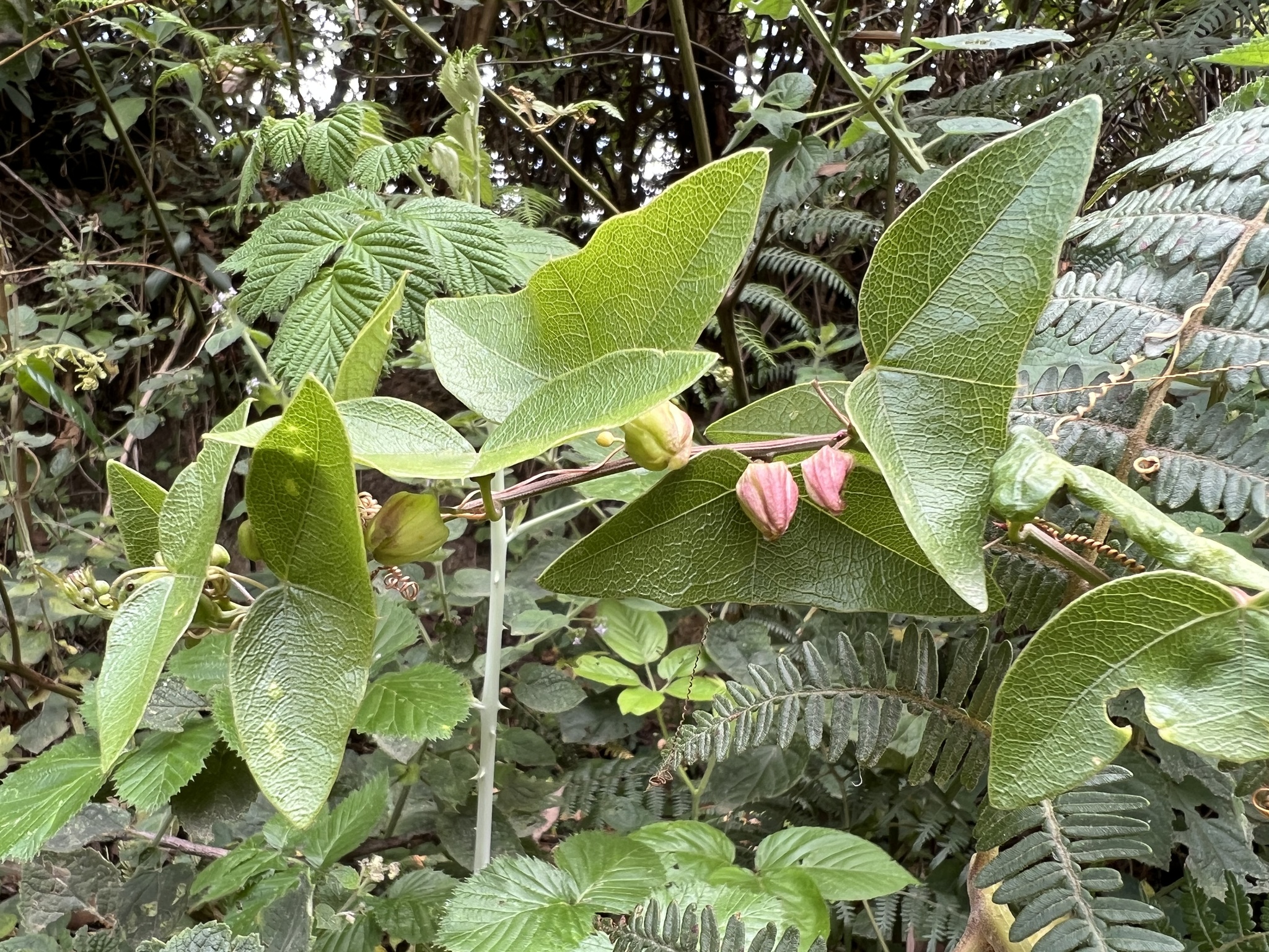 Passiflora exoperculata image