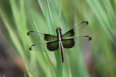 Libellula luctuosa