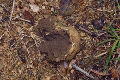 Scleroderma polyrhizum