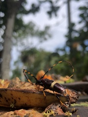 Trachyderes