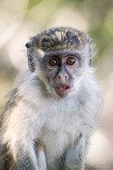 Chlorocebus sabaeus
