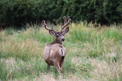 Odocoileus hemionus
