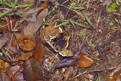 Scleroderma polyrhizum