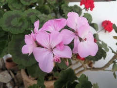 Pelargonium × hybridum