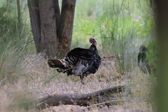 Meleagris gallopavo