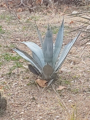 Agave americana