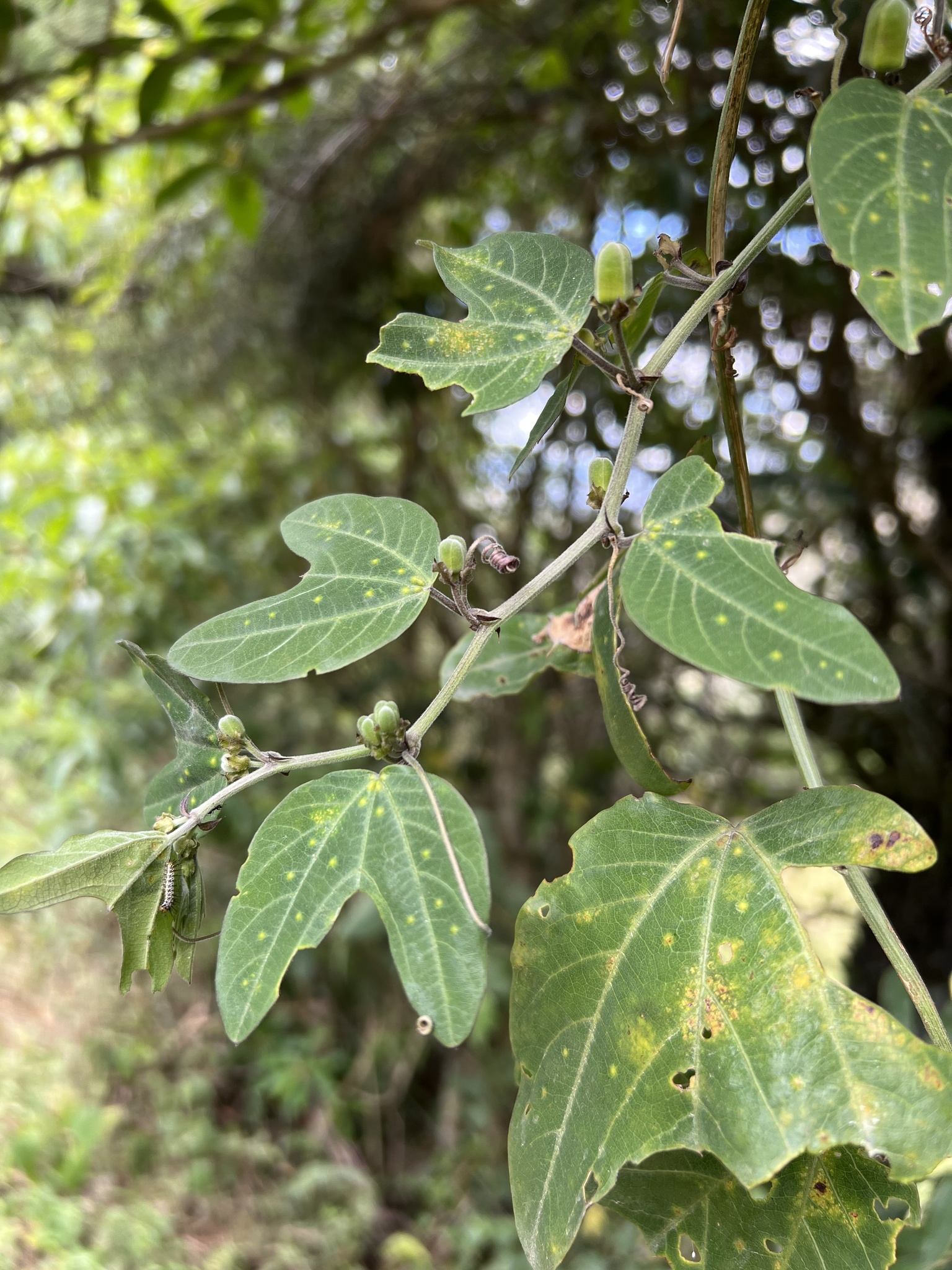 Passiflora image