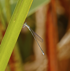 Rhadinosticta simplex