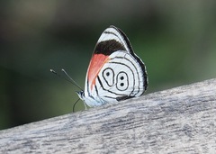 Diaethria clymena