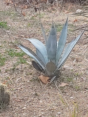 Agave americana