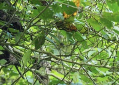 Basileuterus tristriatus