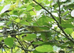 Basileuterus tristriatus