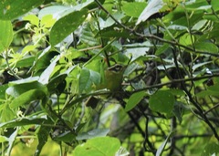 Basileuterus tristriatus