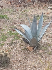 Agave americana
