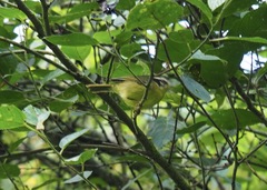 Basileuterus tristriatus