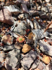 Drosera platystigma