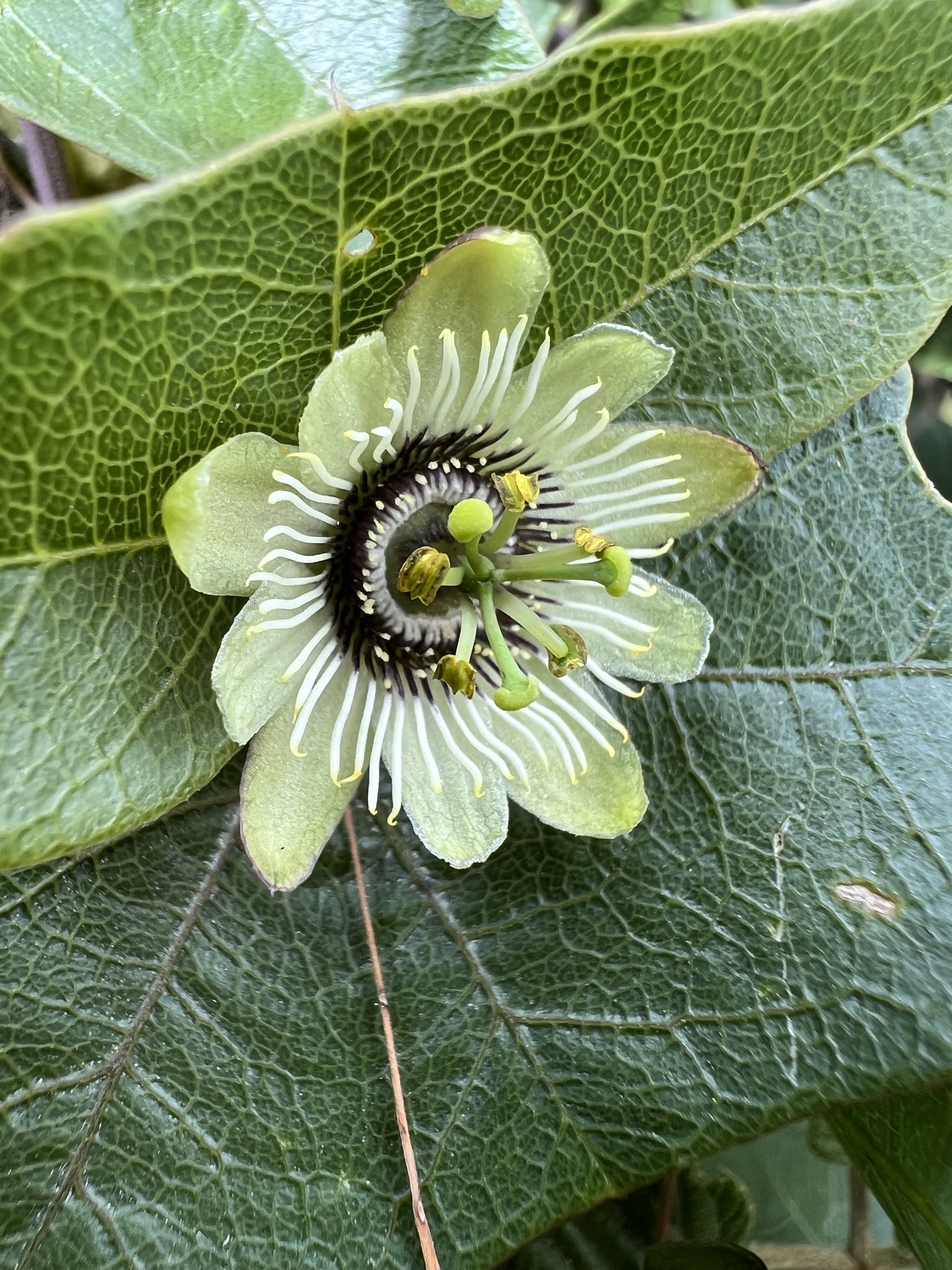 Passiflora exoperculata image