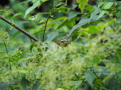 Basileuterus tristriatus