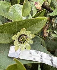 Passiflora exoperculata