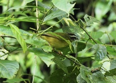 Basileuterus tristriatus