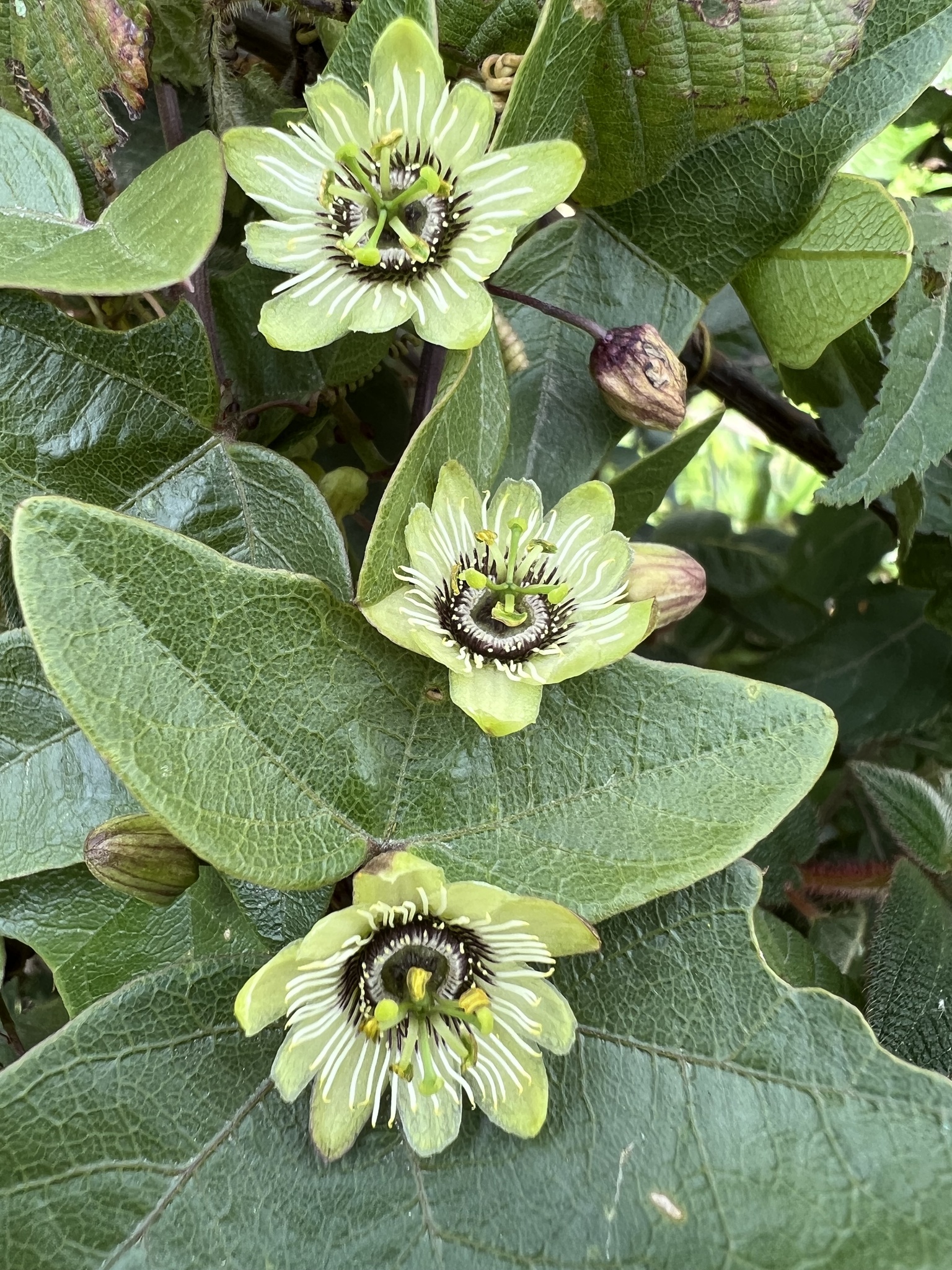 Passiflora exoperculata image