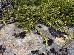 Microcachrys tetragona