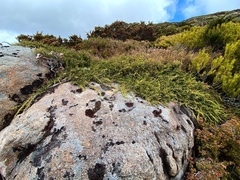 Microcachrys tetragona