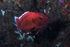 Sebastes ruberrimus
