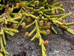 Microcachrys tetragona