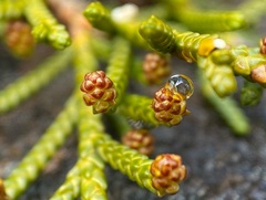 Microcachrys tetragona