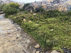 Microcachrys tetragona