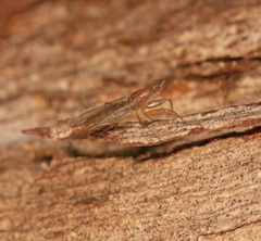 Hemerodromiinae
