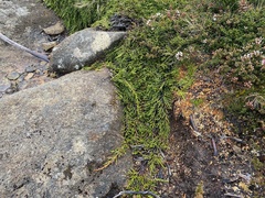 Microcachrys tetragona