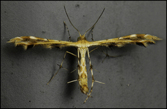 Pterophoridae