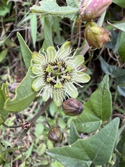 Passiflora exoperculata