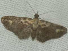 Pasiphilodes testulata