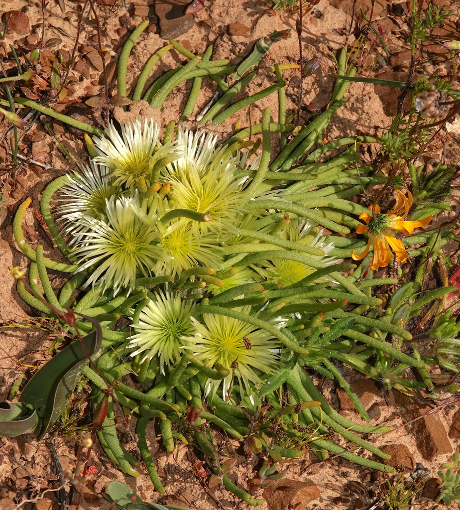 Mesembryanthemum olivaceum Schltr. 3