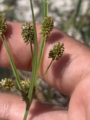 Cyperus nashii
