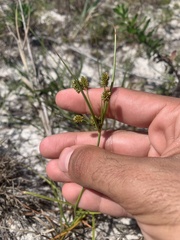 Cyperus nashii