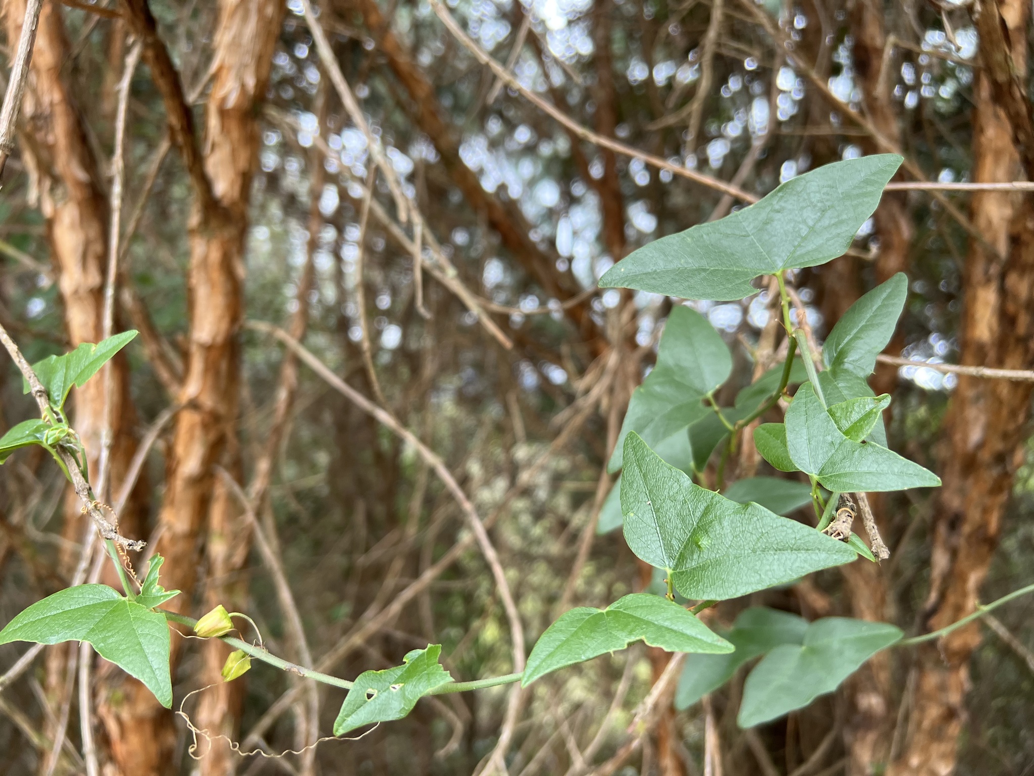 Passiflora exoperculata image