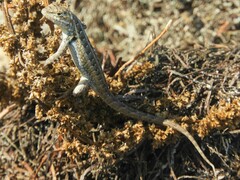 Sceloporus cozumelae