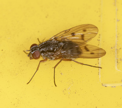 Helina collessi