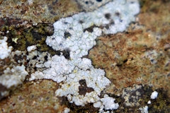 Trapelia placodioides