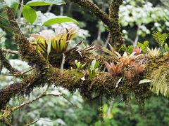 Tillandsia complanata