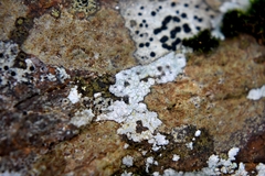 Trapelia placodioides