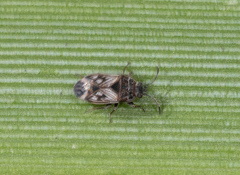 Artheneidae